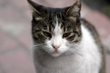 bir kedi closeup çekim