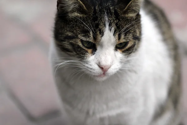 Primer plano disparo de un gato — Foto de Stock