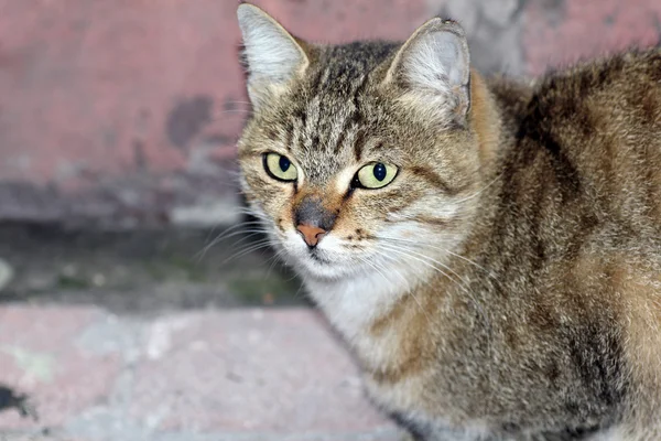 Primer plano disparo de un gato — Foto de Stock