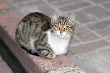 bir kedi closeup çekim