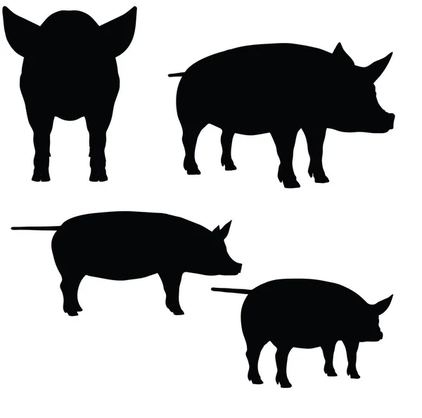 Porco no fundo branco — Vetor de Stock