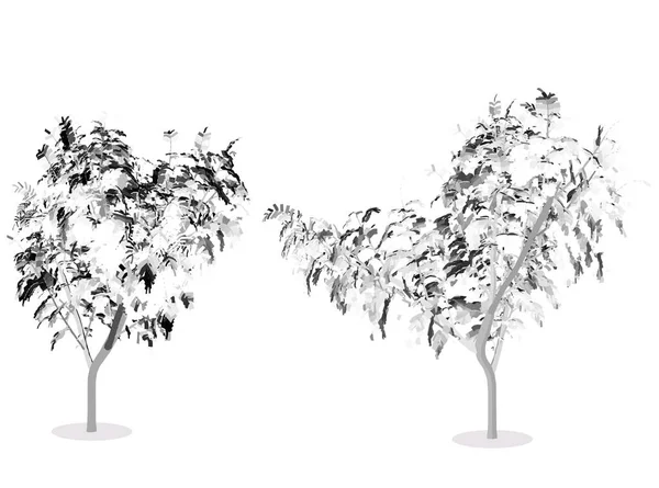 나무, 식물 실루엣의 그림 — 스톡 벡터