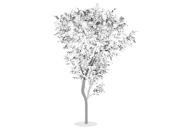 Ilustracja drzewa, roślina sylwetka — Wektor stockowy