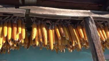 Kurutulmuş mısır evin çatısının altına asıldı.