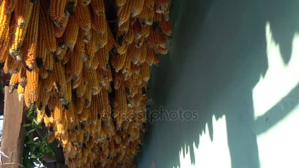 Gedroogde maïs wordt opgehangen onder het dak van het huis — Stockvideo