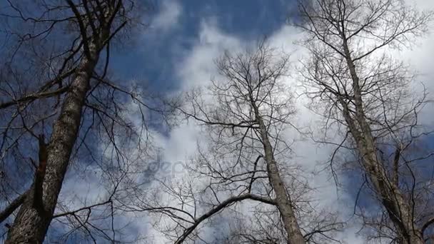 Il vento scuote gli alberi senza foglie — Video Stock
