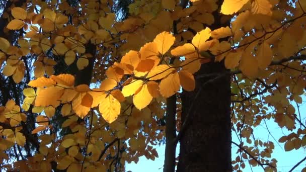 Slunce svítí na lesklé žluté listy foukáním větru pod vrcholky stromů — Stock video