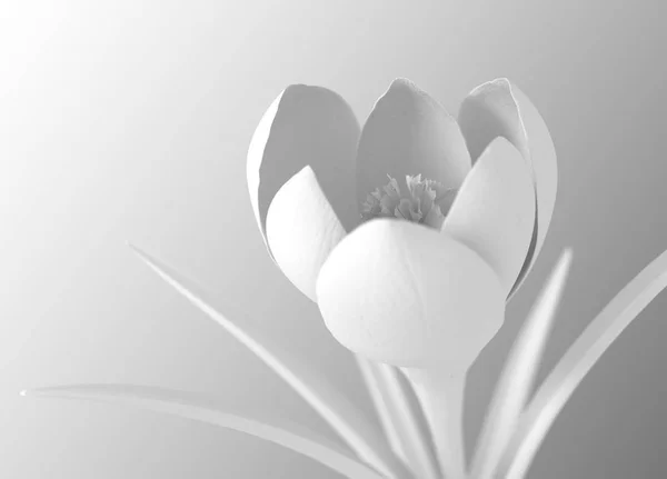 White Flower Blooming On Gradient Background — Free Stock Photo