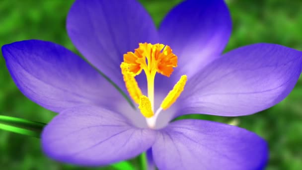 Blå Krokus Blomma Våren Loopas Animering — Stockvideo