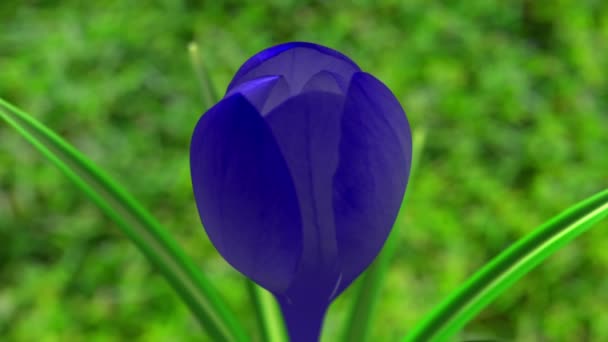 Blauwe Krokus Bloem Bloeien Animatie — Stockvideo