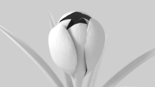 White Crocus Flower Blooming White Background Animation — Stock Video