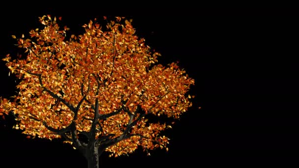 Concetto di cambiamento delle stagioni dalla primavera all'autunno — Video Stock