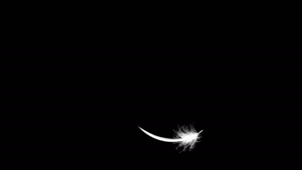 Flying Feather On Black Background. Seamless Looping. — Stock Video