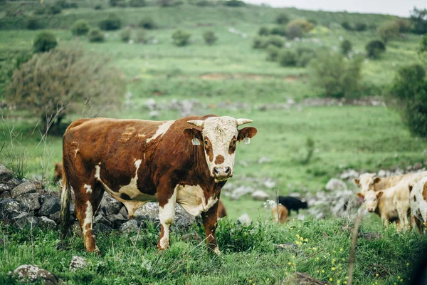 Vahşi doğada sığır ve boğa. arkaplanda yeşil alanlar.