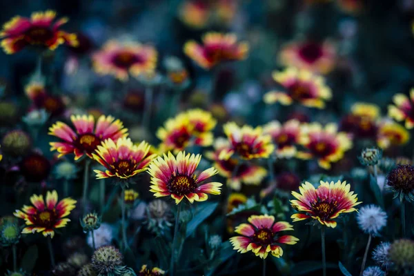 Různorodost krásných barevných čerstvých sezónních květin v květu — Stock fotografie