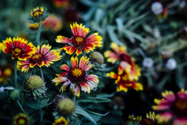 Různorodost krásných barevných čerstvých sezónních květin v květu — Stock fotografie