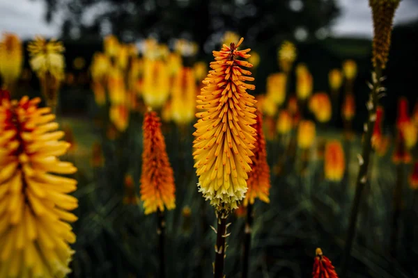 Variety of beautiful  colourful  fresh seasonal flowers in bloom — Stock Photo, Image