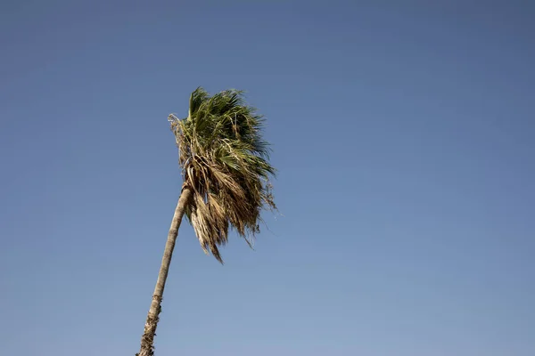 Palmera en cielo azul claro, Árbol de las Fechas . — Foto de Stock