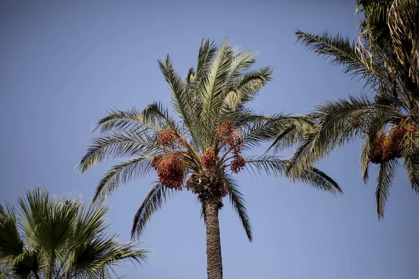 Palm Tree in clear blue sky, Tree of Dates. — 图库照片
