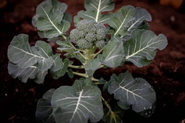 Taze Brokoli yeşili. Bu brokoli hala toprağa ekilmiş ve henüz toplanmamış..