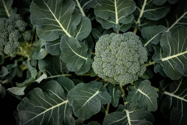 Fresh Broccoli Green Vibrant Broccoli Still Planted Soil Picked Yet — Stock Photo, Image