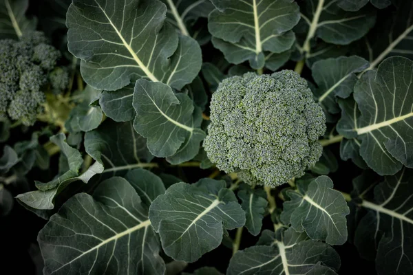 Brócoli Fresco Verde Vibrante Este Brócoli Todavía Está Plantado Suelo —  Fotos de Stock