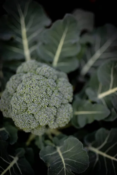 Brócoli Fresco Verde Vibrante Este Brócoli Todavía Está Plantado Suelo — Foto de Stock