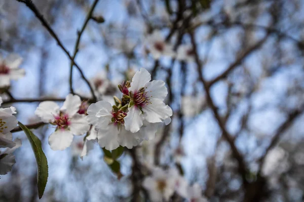 Vacker Utsikt Över Mandelblomningen Våren Naturen Dagsljus Vid Vinkel Skott — Stockfoto