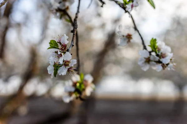 Vacker Utsikt Över Mandelblomningen Våren Naturen Dagsljus Vid Vinkel Skott — Stockfoto