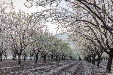Bahar zamanı Badem çiçeğinin doğadaki güzel manzarası. Gün ışığı geniş açı çekimi.
