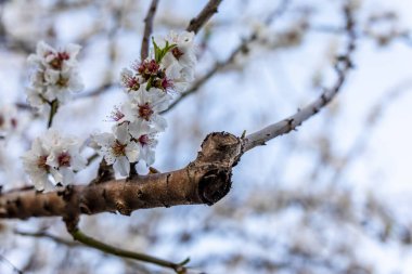 Bahar zamanı Badem çiçeğinin doğadaki güzel manzarası. Gün ışığı geniş açı çekimi.