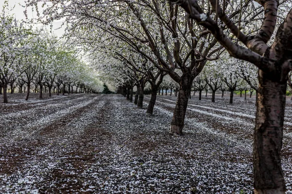 Hermosa Vista Flor Almendra Primavera Naturaleza Luz Diurna Gran Angular — Foto de Stock