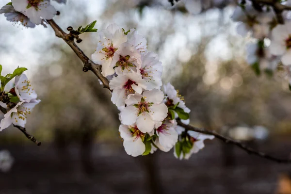 Bahar Zamanı Badem Çiçeğinin Doğadaki Güzel Manzarası Gün Işığı Geniş — Stok fotoğraf