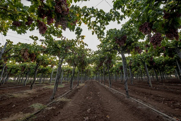 Açık Arazide Şarap Tarlaları Yetiştiriyor Şarap Üzüm Hasat Yeşil Üzüm — Stok fotoğraf