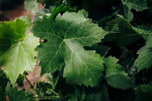 开阔地的葡萄酒种植场 葡萄酒 — 图库照片