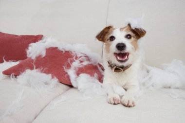 Komik köpek yaramazlığı. Yaramaz Jack Russell Bir ısırıktan sonra evde tek başına
