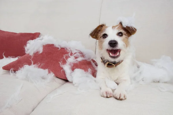 FUNNY DOG MISCHIEF. NAUGHTY JACK RUSSELL A CASA SOLO DESPUÉS DE BITE A — Foto de Stock