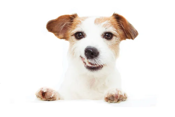 Feliz gato russell perro sonriendo con pata sobre borde en blanco signo. Es — Foto de Stock