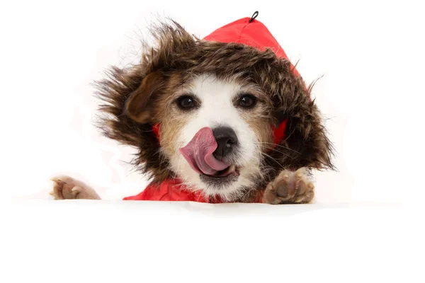 Lindo cachorro con patas sobre el signo blanco con un anorak rojo o ganar — Foto de Stock