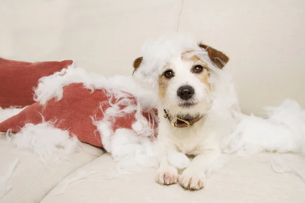 Jack russell perro en un sofá con expresión inocente después de morder — Foto de Stock