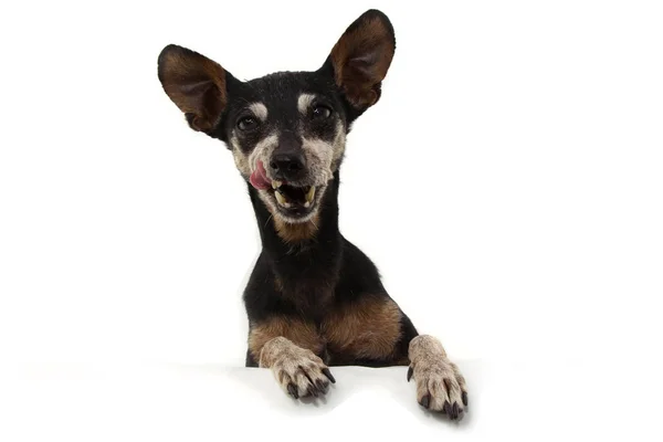 Retrato cão pinscher sênior com patas sobre sinal em branco. Isolar — Fotografia de Stock