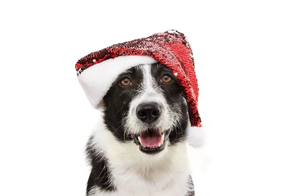 Confine collie cane che celebra le vacanze di Natale indossando un rosso s — Foto Stock