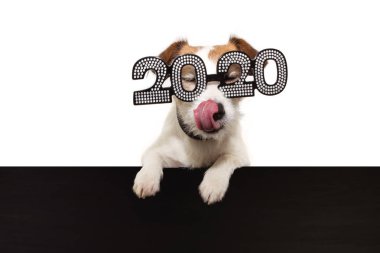 Yeni yıl köpekleri pençelerini dilleriyle birbirine bağlar.