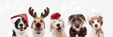 Banner five dogs celebrating christmas holidays wearing a red sa