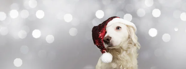 Banner cane domestico che celebra il Natale con glitter rosso Babbo Natale — Foto Stock