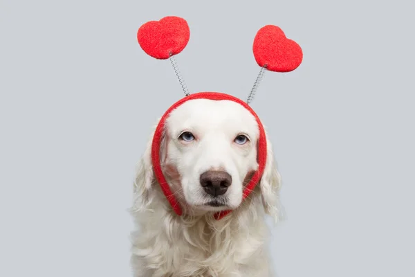 Chien de beauté en amour pour la Saint Valentin heureux avec forme de coeur rouge — Photo