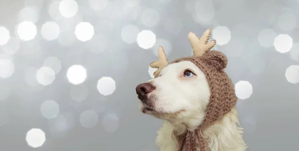 Banner zoet huisdier hond vieren kerst met rendier gewei — Stockfoto