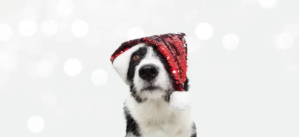 Dolce confine collie cane che celebra le vacanze di Natale indossando un — Foto Stock