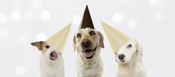 Bandera tres perros felices celebrando año nuevo, cumpleaños o carnívoro —  Fotos de Stock