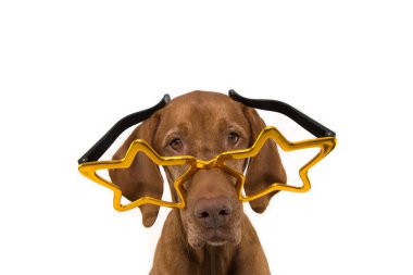 Komik köpek yeni yılı, büyük gözlükler takan karnaval partisi. İzole et